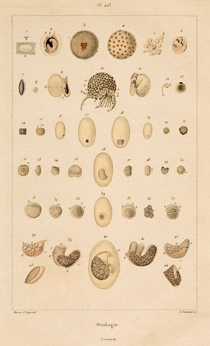 Ovologie