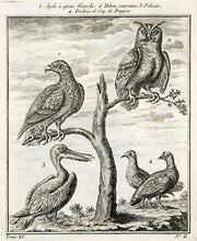 Load image into Gallery viewer, Aigle a queue blanche