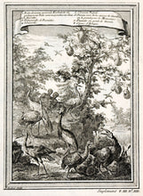 Load image into Gallery viewer, Nids d'oiseau nommes Kurbalots ou pecheaurs