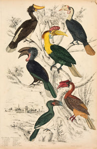 Buceros - Hornbills