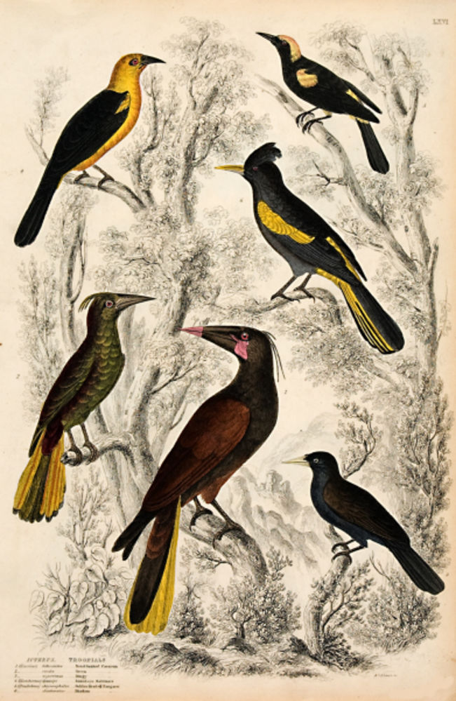 Icterus (Orioles