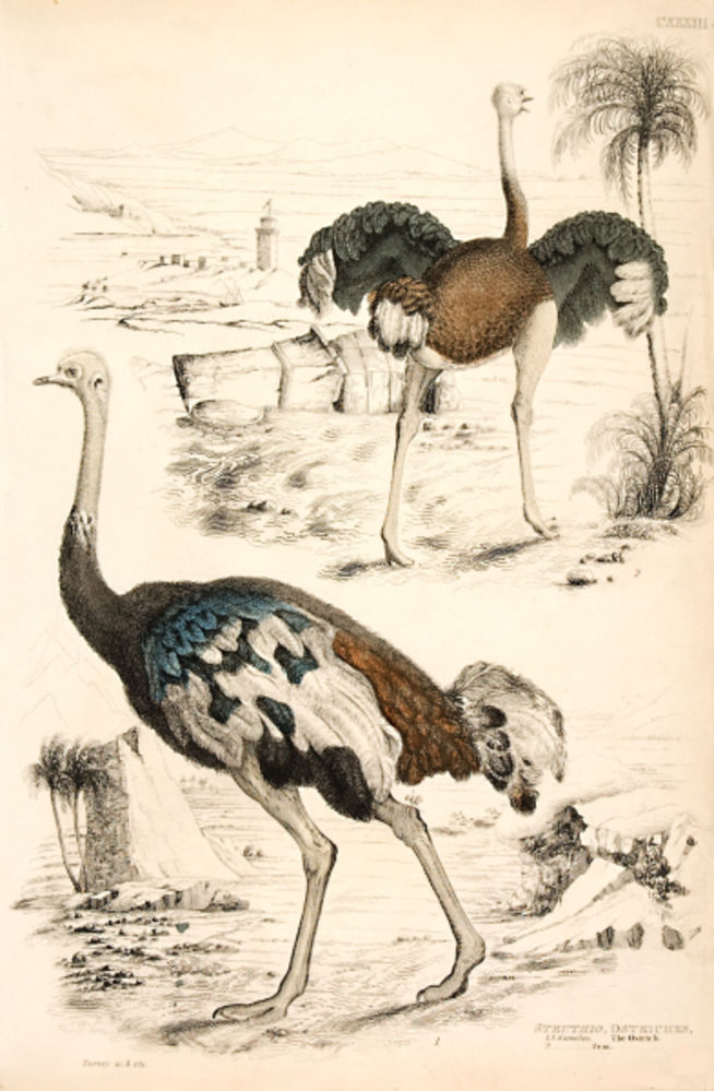 Struthio - Ostriches