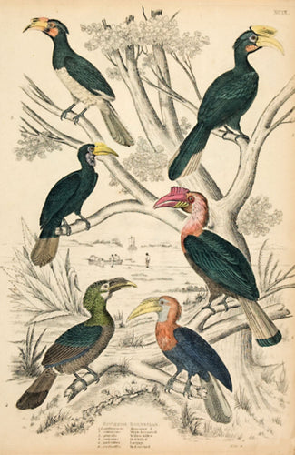 Buceros - Hornbills