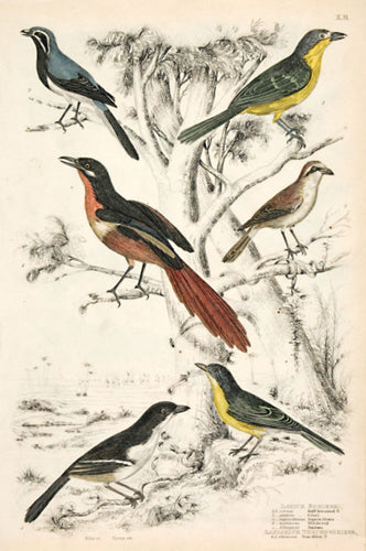 Lanius - Shrikes