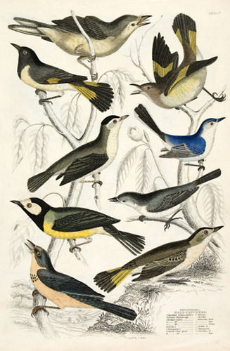Setophaga - Gnat-Catchers (Flycatchers