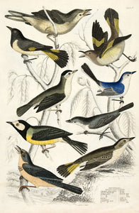 Setophaga - Gnat-Catchers (Flycatchers