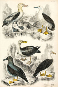 Diomedea - Albatrosses