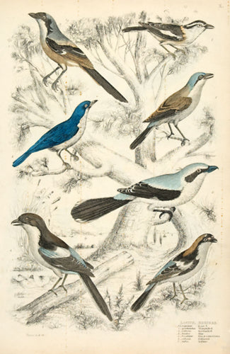 Lanius - Shrikes