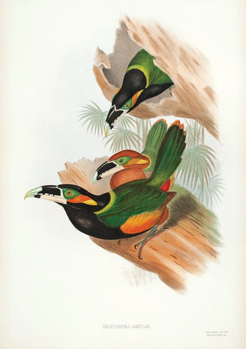 Gould's Toucanet