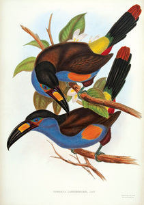 Laminated Hill Toucan [Plate-billed Mountain Toucan