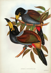 Hooded Hill Toucan [Hooded Mountain-toucan