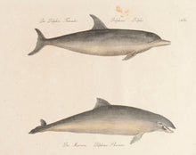 Load image into Gallery viewer, Der Delphin, Tümmler [The Dolphin, Porpoises