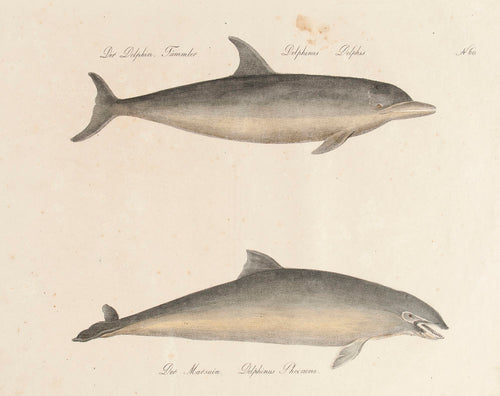 Der Delphin, Tümmler [The Dolphin, Porpoises