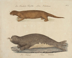 Der Brasilische Flussotter, Der Seehund. [The Brazilian River Otter, The Seal