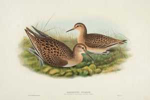 Ruff & Reeve in first autumn plumage. (Machetes pugnax