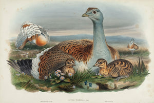 Great Bustard. (Otis tarda