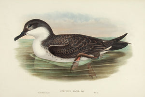 Great Shearwater. (Puffinus major