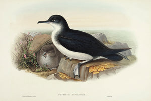 Manx Shearwater. (Puffinus anglorum