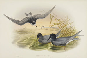 Black Tern. (Hydrochelidon nigra