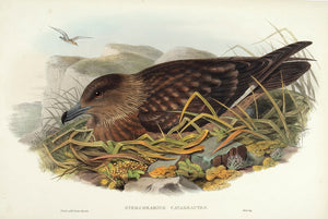 Great Skua. (Stercorarius catarrhactes