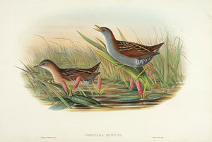 Olivaceous Crake. (Porzana minuta