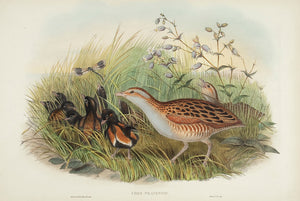 Land Rail or Corn Crake. (Crex Pratensis