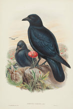 Load image into Gallery viewer, Carrion Crow (corvus corone