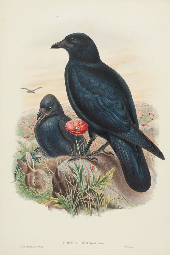Carrion Crow (corvus corone