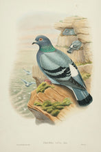 Load image into Gallery viewer, Rock Pigeon (columba livia