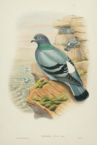 Rock Pigeon (columba livia
