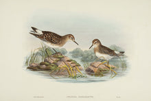 Load image into Gallery viewer, Bonaparte's Sandpiper. (Pelidna Bonapartei
