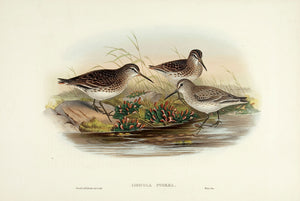 Broad-billed Sandpiper. (Limicola pygmaea