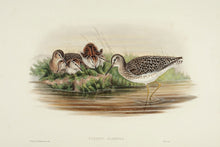 Load image into Gallery viewer, Wood Sandpiper. (Totanus glareola