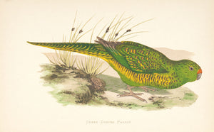 Green Ground Parrot