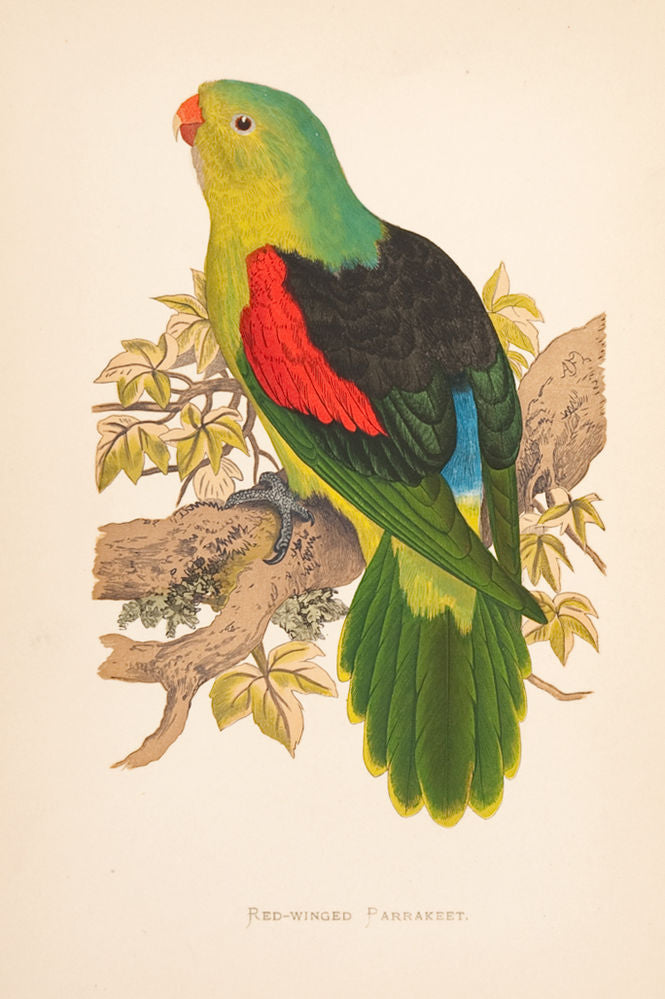 Benjamin Fawcett (1808–1893). Red-Winged Parrakeet. – Sotherans