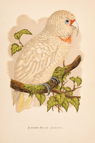 Slender-Billed Cockatoo
