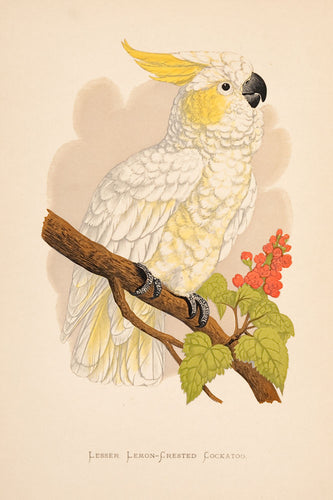 Lesser Lemon-Crested Cockatoo