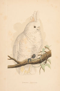 Goffin's Cockatoo