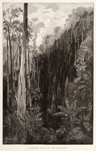 A sassafras gully on the black spur