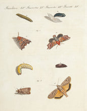 Load image into Gallery viewer, Insects LV