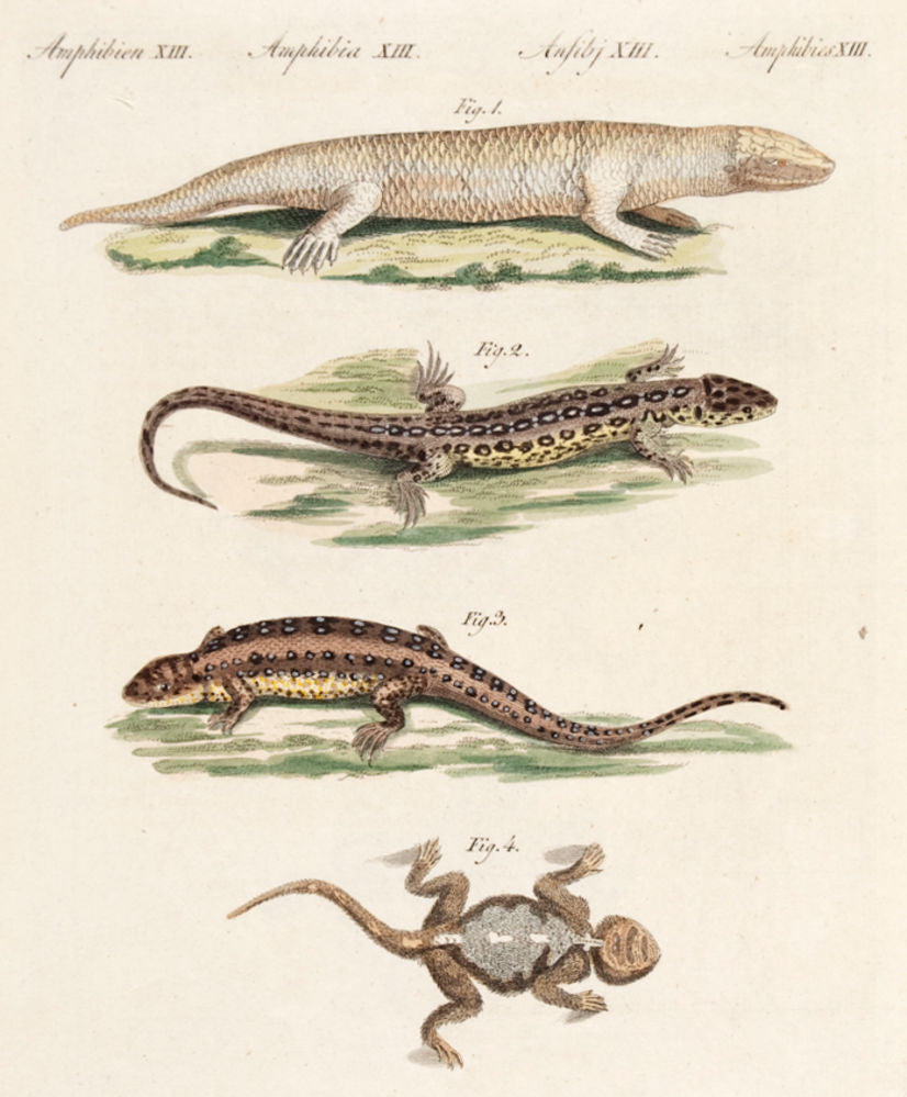 Varieties of the Lizard