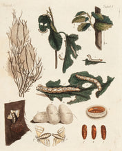 Load image into Gallery viewer, Insect. 1