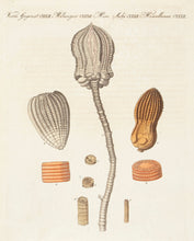 Load image into Gallery viewer, Miscellanea CXXXII