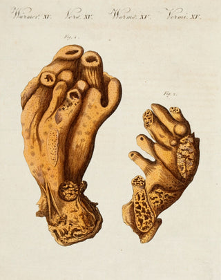 The Alcyonium or Devil's Hand