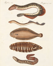 Load image into Gallery viewer, Fish. XII