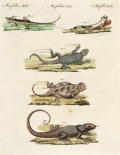 Load image into Gallery viewer, Amphibien. XIX