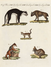 Load image into Gallery viewer, Quadrupeds. LXXII