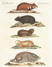Load image into Gallery viewer, Hamsters and Field Rats. (Quadruped. XLV