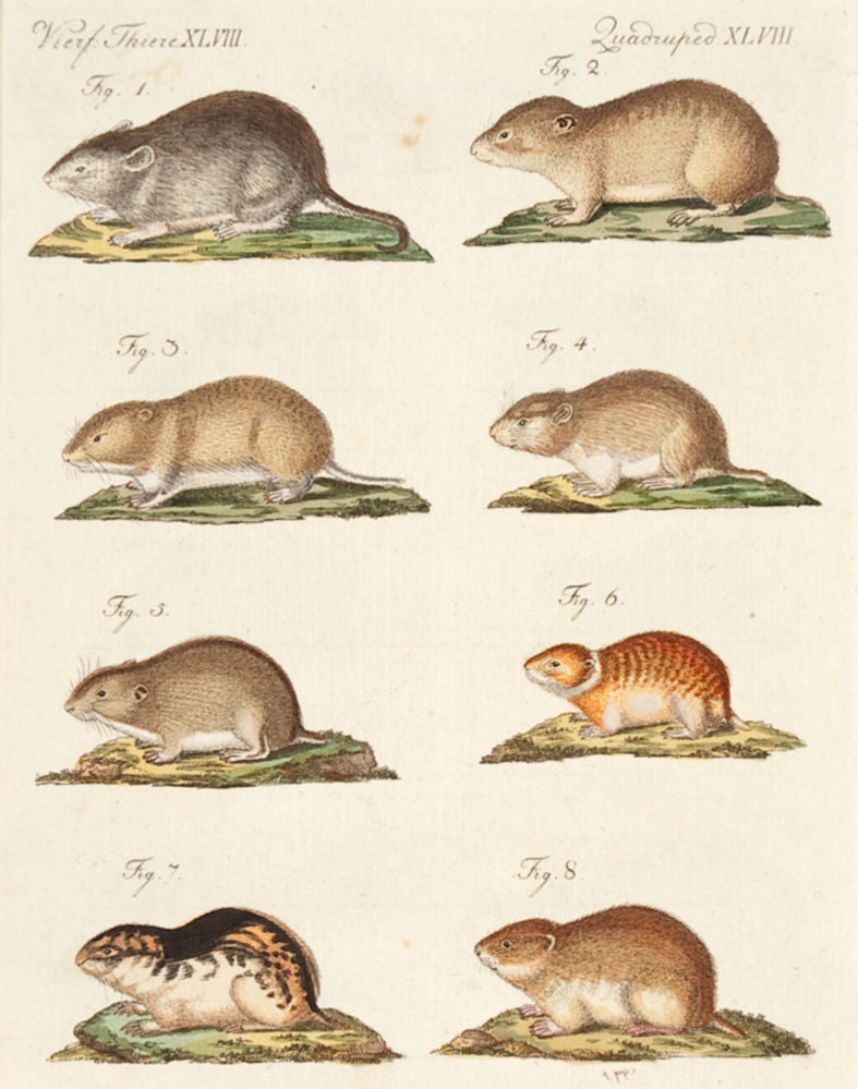 Different Species of Mice. (XLVIII