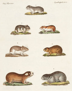 Several Species of Mice. (Quadrupedes. XLIX